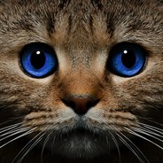 КОТggdrop