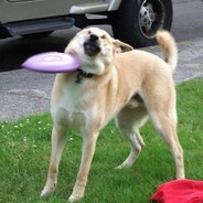Shroomraider