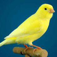 Lvt | canario