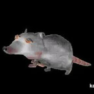 Rats Rats we are the rats