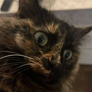 会后空翻的猫