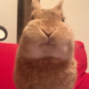 usagi