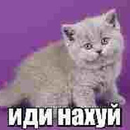 люблю крокодил
