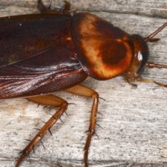 The Cockroach