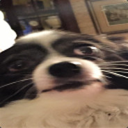 Spagooter