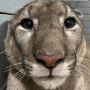 Bleb