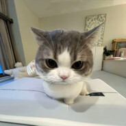 ⚡邪恶小猫⚡