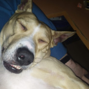 Canelo