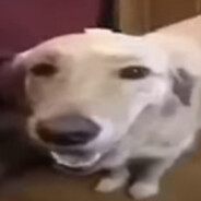 butterdog