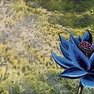 BlackerLotus