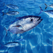 party with tuna