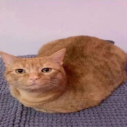 na1tly_nekoarclub