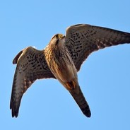 Taarnfalken