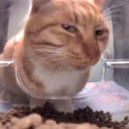 PAÜL PÖGBĞ