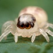 Аватар сообщества Steam