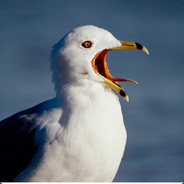 DikDFds