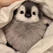 PINGWINEK