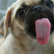 舔福狗