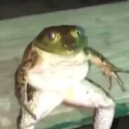 frogo
