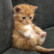 GoldFishKitten