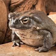 GameToad™