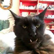 Meow