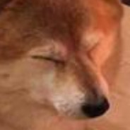 Shiba  c=3