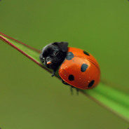 Beetle Boy