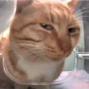 stinkycat