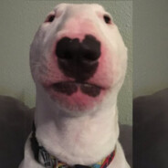 sojerv2