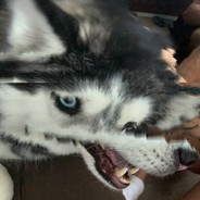 Butthole Bandit