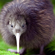 Kiwi