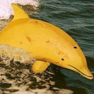 delphinus