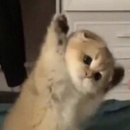 wowkki