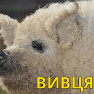 вивця