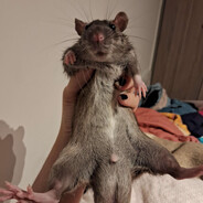Rato Bagudo