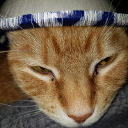 POTATOCAT
