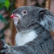 kenny the koala