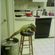 Froggy