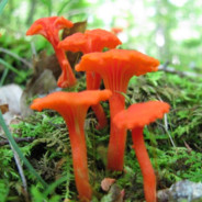 Pink Chanterelle