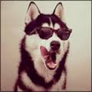 WhitE HuskY