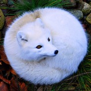 kitsune
