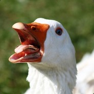 AlsoGeese
