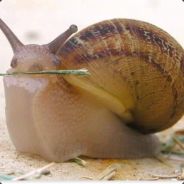 Slimak