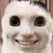 gato amassado