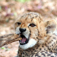 CHEETAH