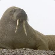 Mehujaa