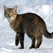 FelisCatus