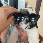 VGS#7 O Caçador