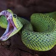 ToXiiKSnake
